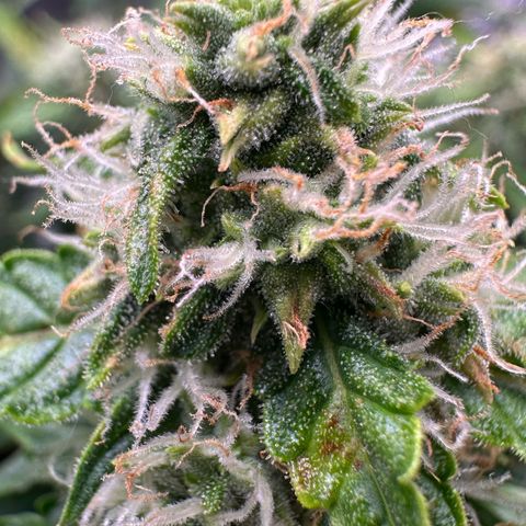 Growlog-Zeitleistenfoto von Blue