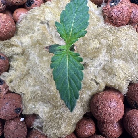 Blue hydro #1 growlog timeline photo