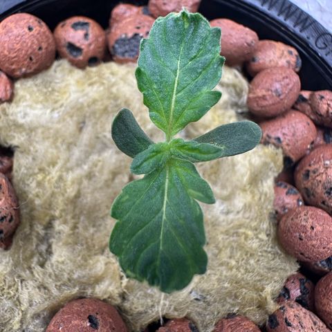 Blue hydro #2 growlog timeline photo