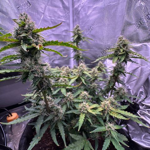Growlog-Foto von Blue: Last week hopefully 