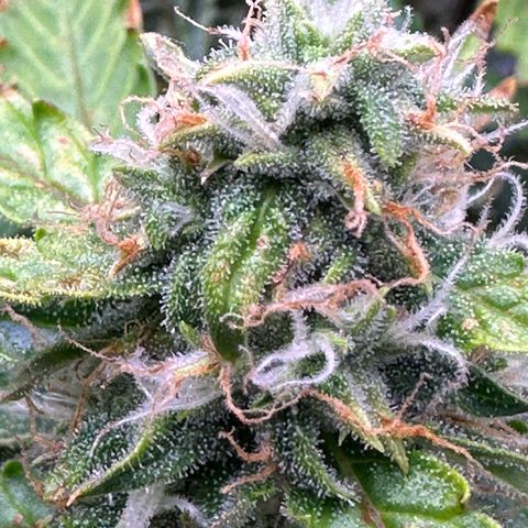 Growlog-Foto von Blue: Last week hopefully 