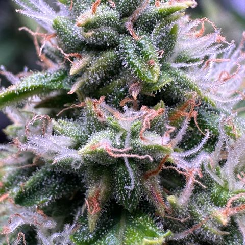Growlog-Foto von Blue: Last week hopefully 