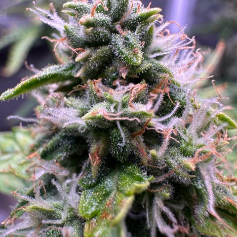 Growlog-Foto von Blue: Last week hopefully 