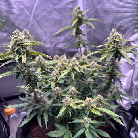 Growlog-Foto von Blue: Last week hopefully 