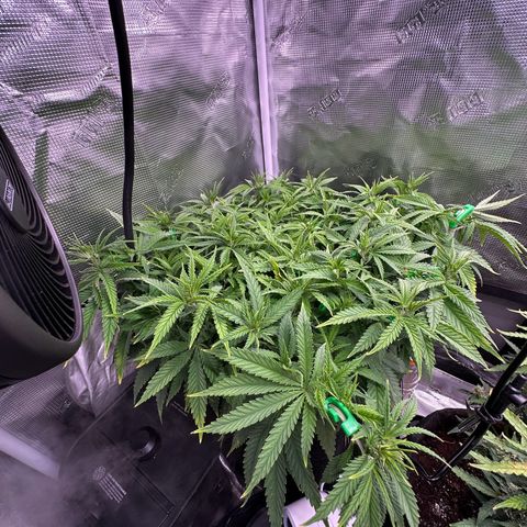 GG#4 growlog timeline photo