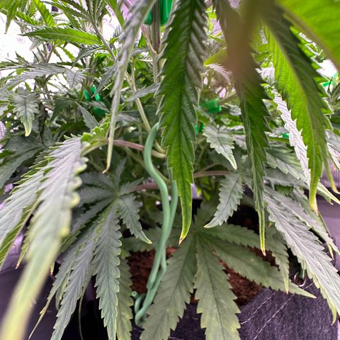 GG#4 growlog timeline photo