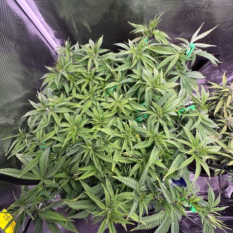 GG#4 growlog timeline photo