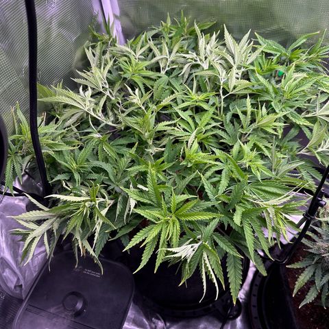 GG#4 growlog timeline photo