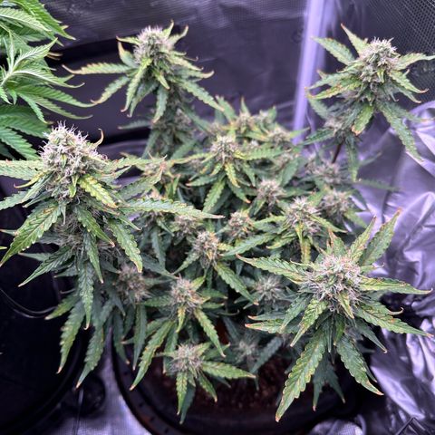 Growlog-Zeitleistenfoto von Blue