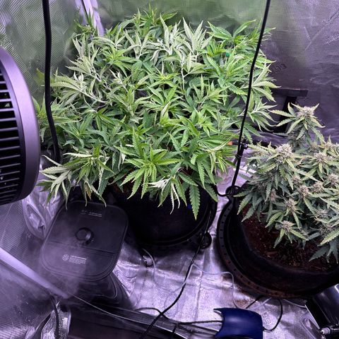 GG#4 growlog timeline photo