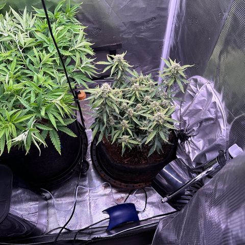 Growlog-Zeitleistenfoto von Blue