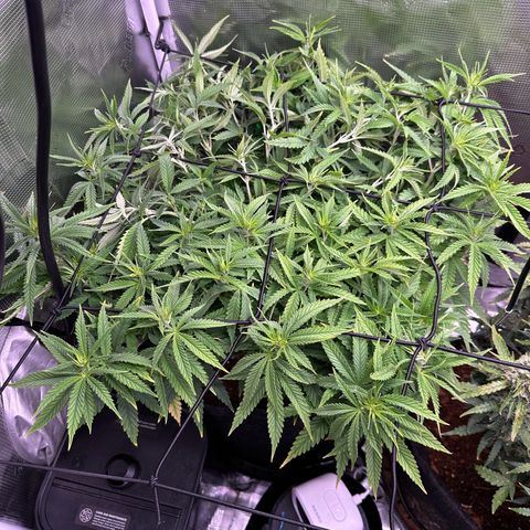 GG#4 growlog photo: Added net trellis 