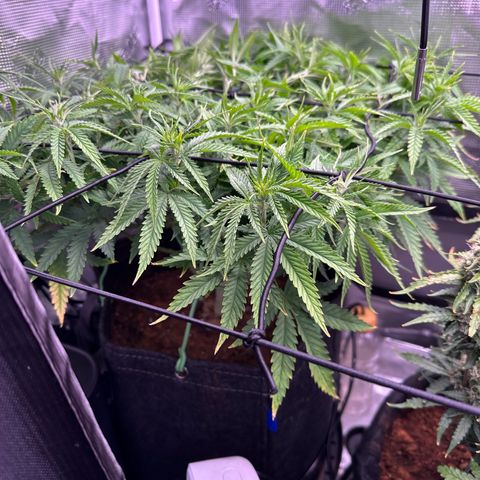 GG#4 growlog photo: Added net trellis 