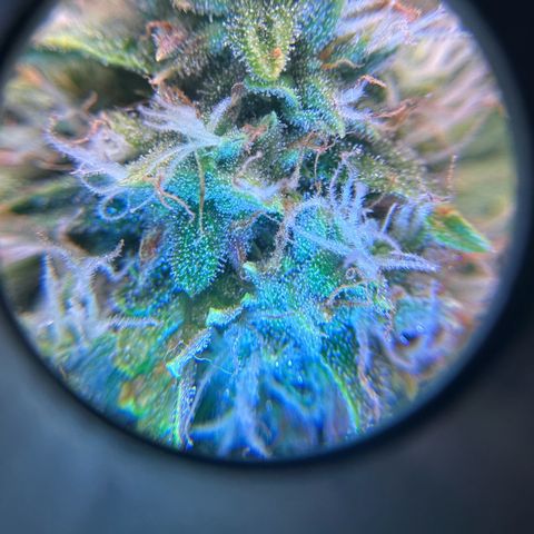 Growlog-Zeitleistenfoto von Blue