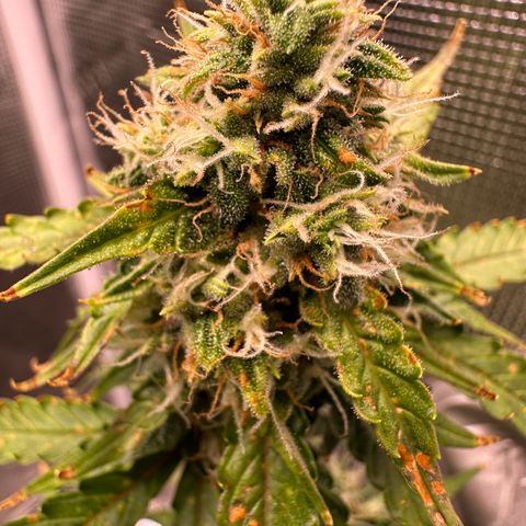 Growlog-Zeitleistenfoto von Blue