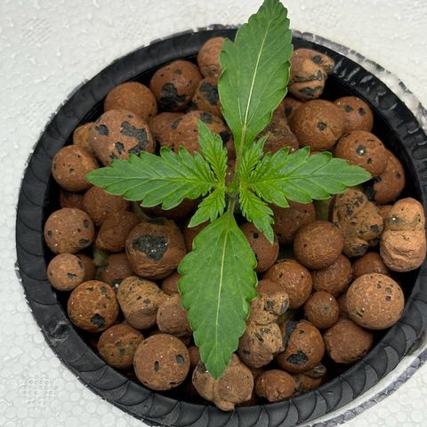 Blue hydro #1 growlog photo: Almost ready for veg stage