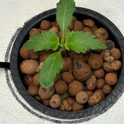 Blue hydro #2 growlog timeline photo