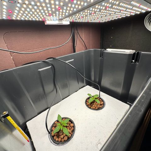 Blue hydro #1 growlog timeline photo