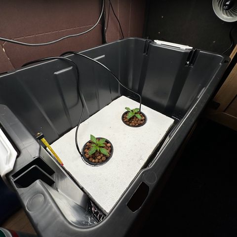 Blue hydro #1 growlog timeline photo
