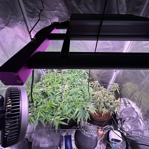 Growlog-Foto von Blue: New vornado oscillating floor fan