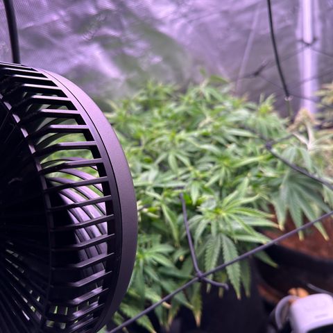 Growlog-Zeitleistenfoto von Blue