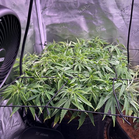 GG#4 growlog timeline photo