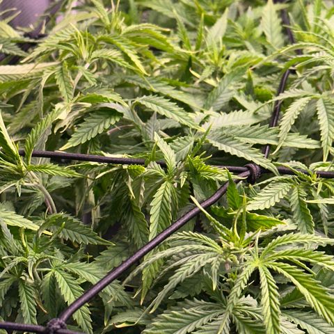 GG#4 growlog timeline photo