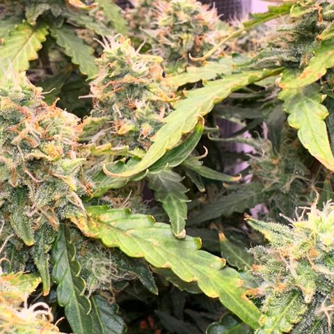 Growlog-Zeitleistenfoto von Blue