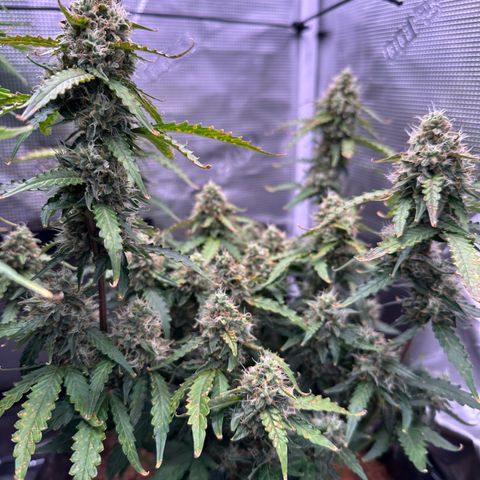 Growlog-Zeitleistenfoto von Blue