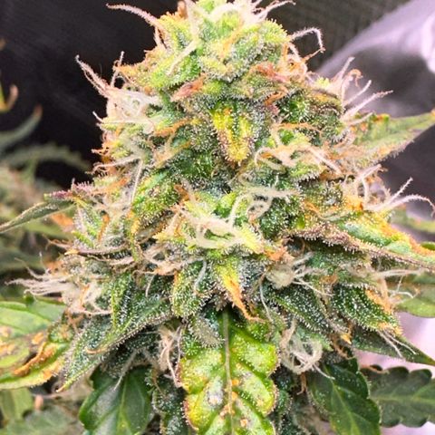 Growlog-Zeitleistenfoto von Blue