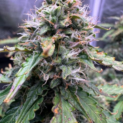 Growlog-Zeitleistenfoto von Blue