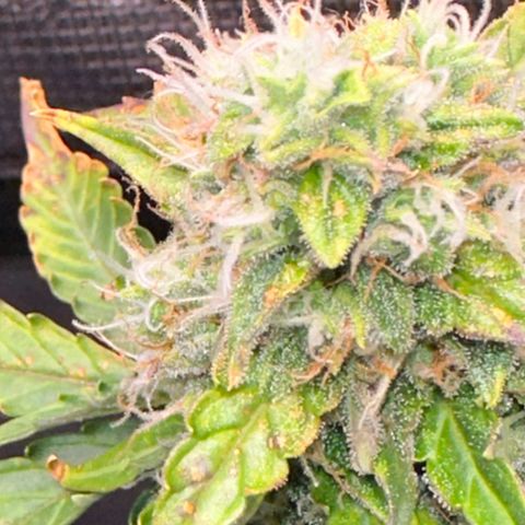 Growlog-Zeitleistenfoto von Blue
