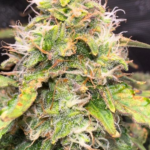 Growlog-Zeitleistenfoto von Blue