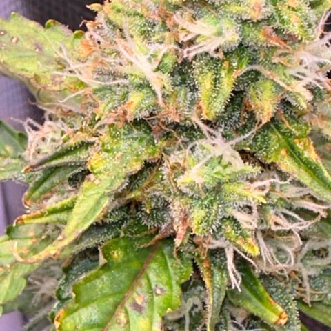 Growlog-Zeitleistenfoto von Blue