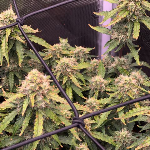 Growlog-Zeitleistenfoto von Blue