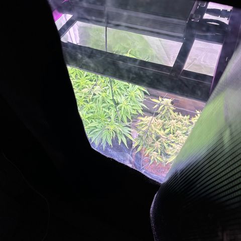 Growlog-Zeitleistenfoto von Blue