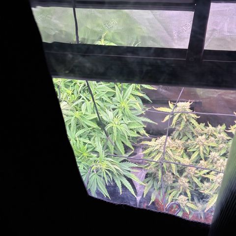 Growlog-Zeitleistenfoto von Blue