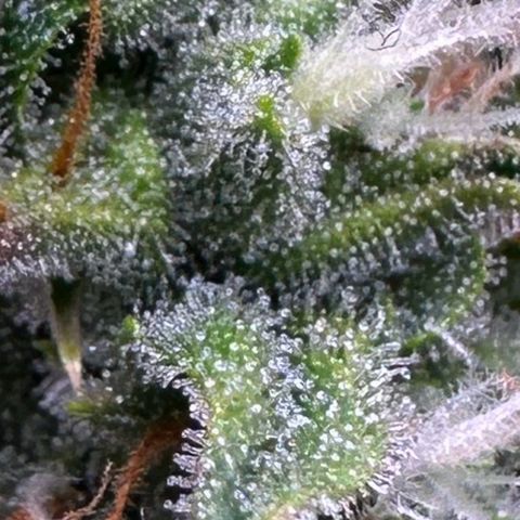 Growlog-Foto von Blue: Trichomes still pretty clear, I’m thinking one more week till harvest