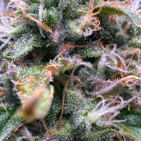Growlog-Foto von Blue: Trichomes still pretty clear, I’m thinking one more week till harvest