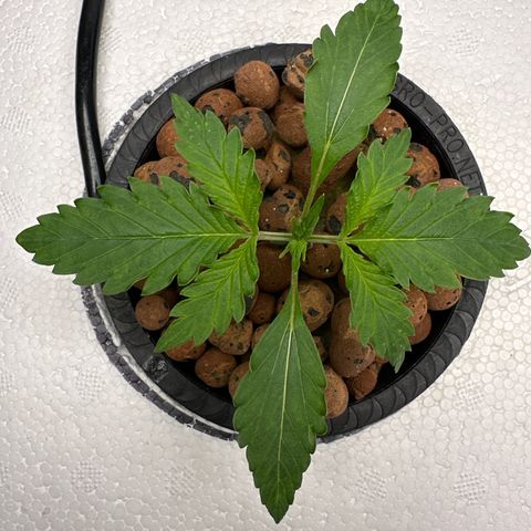 Blue hydro #1 growlog timeline photo