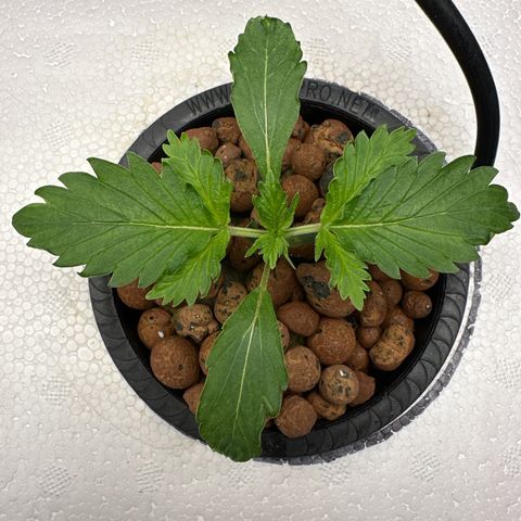 Blue hydro #2 growlog timeline photo