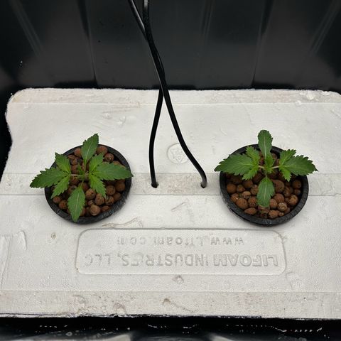 Blue hydro #1 growlog photo: Recut foam top