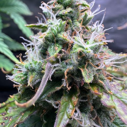 Growlog-Zeitleistenfoto von Blue
