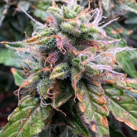 Growlog-Zeitleistenfoto von Blue