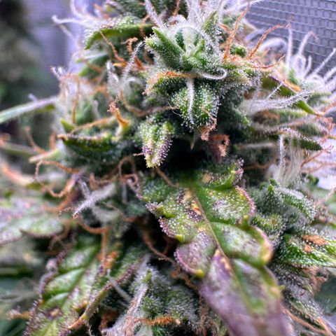Growlog-Zeitleistenfoto von Blue