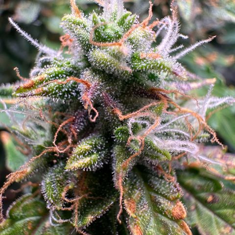 Growlog-Zeitleistenfoto von Blue