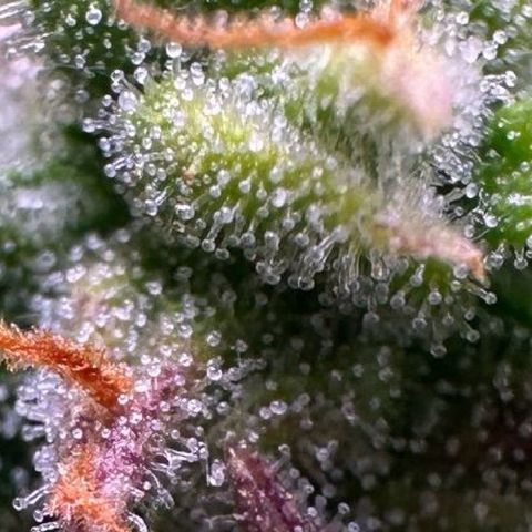 Growlog-Foto von Blue: Trichomes still pretty clear
