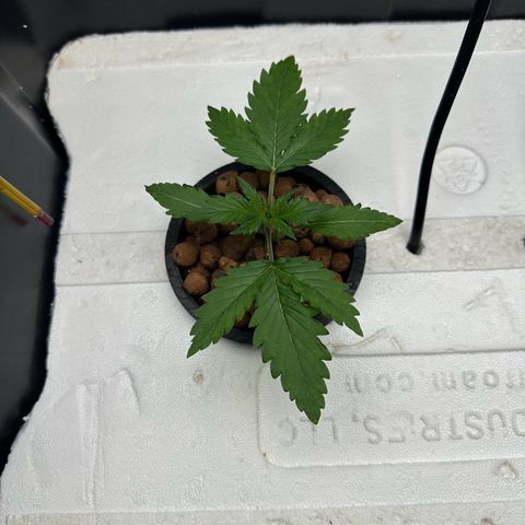 Blue hydro #1 growlog timeline photo