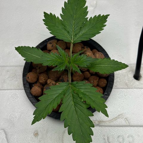 Blue hydro #1 growlog timeline photo