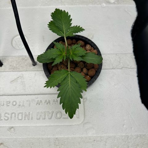 Blue hydro #2 growlog timeline photo